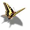 BFly1.gif